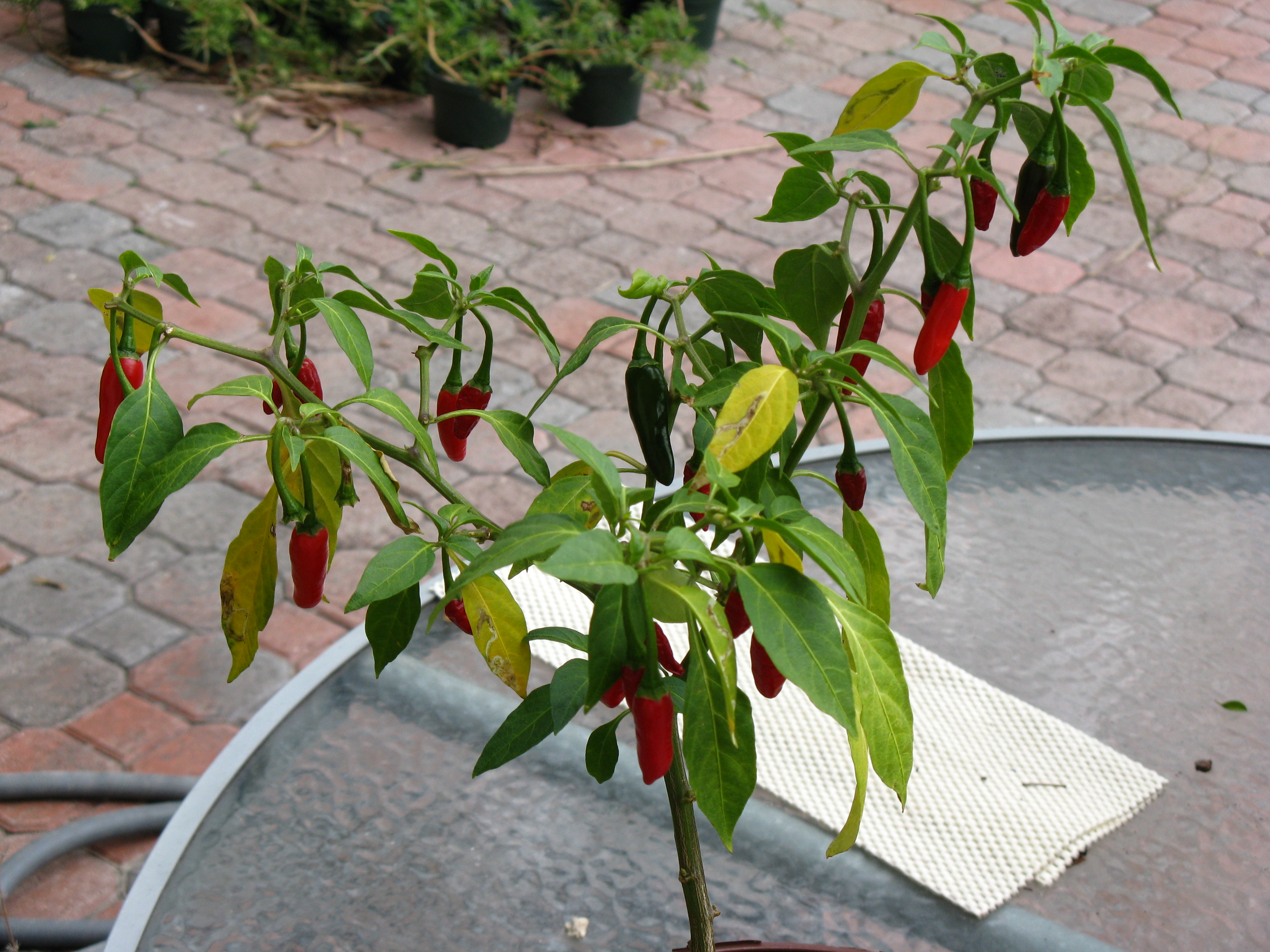 Thai+pepper+plant+seeds